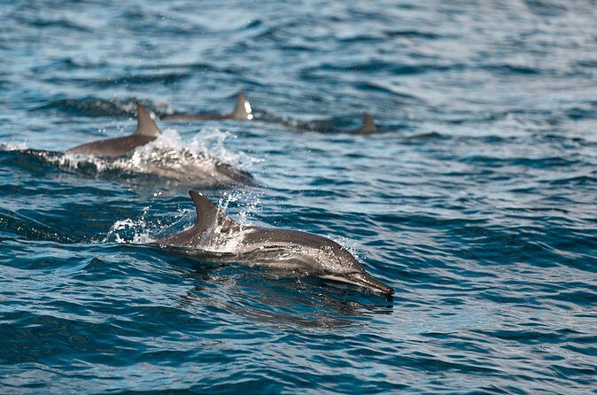 Lovina Dolphin Watching, Snorkeling and Waterfall Tour in Bali - FAQ