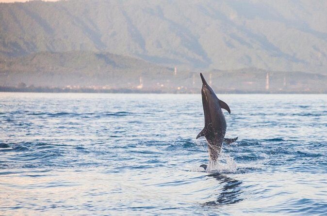 Lovina Watching Swimming with Dolphins and Snorkeling - Final Thoughts on the Lovina Dolphin and Snorkeling Tour