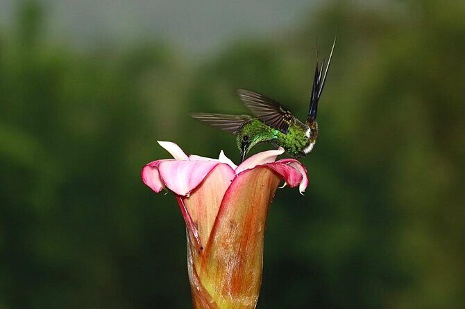 Low Cost Birdwatching Tour in Mindo (Tanagers, hummingbirds) - Key Points