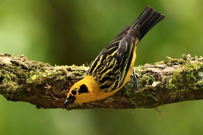Low Cost Birdwatching Tour in Mindo (Tanagers, hummingbirds) - Who Will Love This Tour?