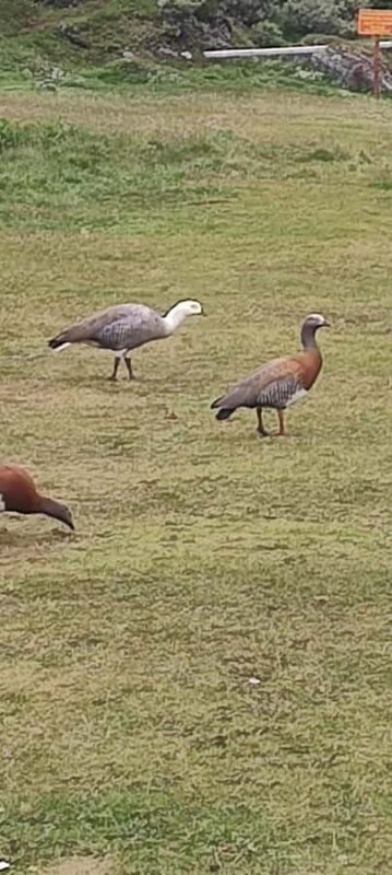 Low Cost Cab Driving Tour - Authentic Experiences and Insights from Past Travelers