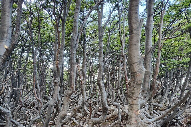 Low cost Ushuaia National Park Private tour - The End of the World Railway Station & the Southern Fuegian Railway