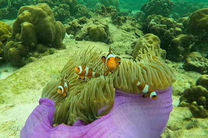Low Season Lipe Island Snorkeling Adventure (June-Oct) - A Closer Look at the Low Season Lipe Island Snorkeling Adventure