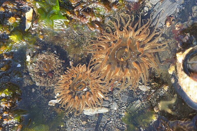 Low Tide Excursion & Totem Bight Park - A Deep Dive into Ketchikan’s Low Tide & Totem Park Experience
