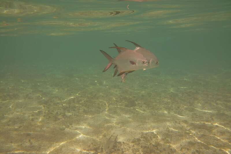 Lower Grand Lagoon: Panama City Beach Guided Snorkeling Tour - Exploring the Waters of St. Andrews State Park