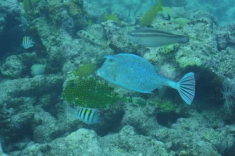 Lower Grand Lagoon: Panama City Beach Guided Snorkeling Tour - Why the Guided Aspect Matters