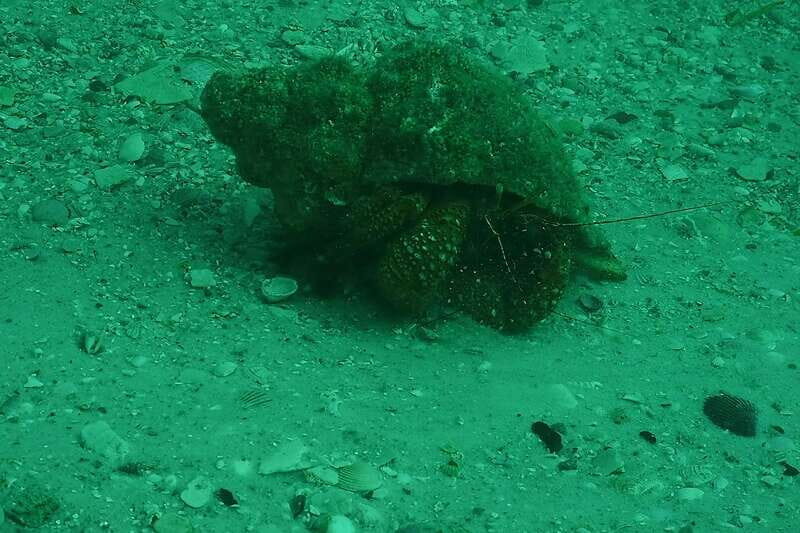 Lower Grand Lagoon: Panama City Beach Guided Snorkeling Tour - Authentic Experiences From Other Travelers