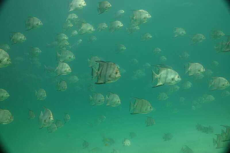 Lower Grand Lagoon: Panama City Beach Guided Snorkeling Tour - Who Should Consider This Tour?