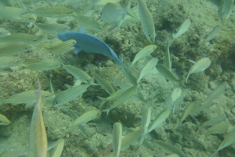 Lower Grand Lagoon: Panama City Beach Guided Snorkeling Tour - The Sum Up