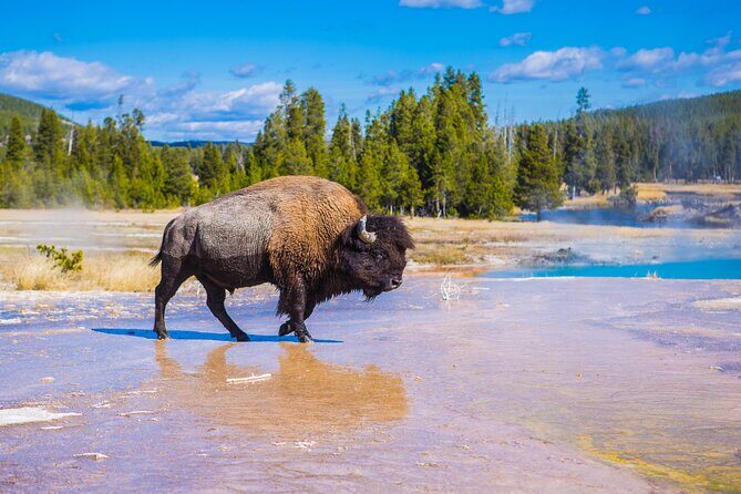 Lower Loop: Hot Springs & Geysers | West Yellowstone | PRIVATE - An In-Depth Look at the Yellowstone Private Tour Experience