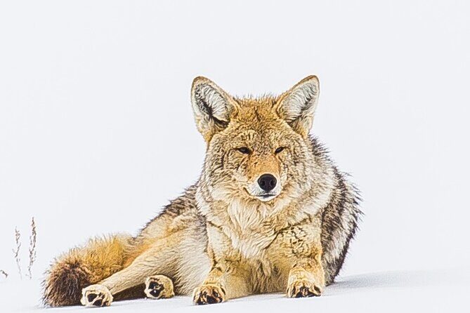 Lower Loop: Hot Springs & Geysers | West Yellowstone | PRIVATE - Who Will Love This Tour?