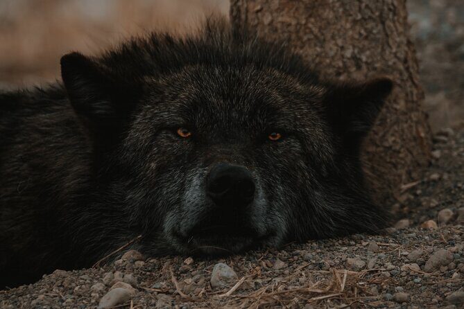 Lower Loop: Hot Springs & Geysers | West Yellowstone | PRIVATE - Final Thoughts