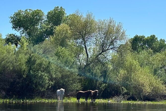 Lower Salt River Guided Kayak Tours - Exploring Arizona’s Desert Oasis: An In-Depth Review of the Lower Salt River Kayak Tour