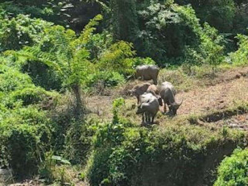 Luang Prabang: 3 Days Ethnic Forest Living - Mekong - FAQs