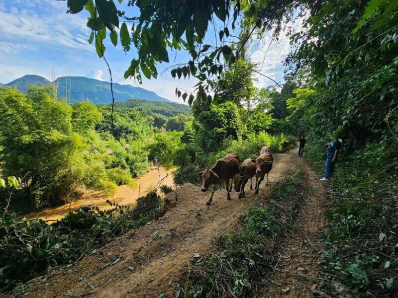 Luang Prabang: Authentic Lao Village & Farm Experience Day - An In-Depth Look at the Luang Prabang Village & Farm Experience