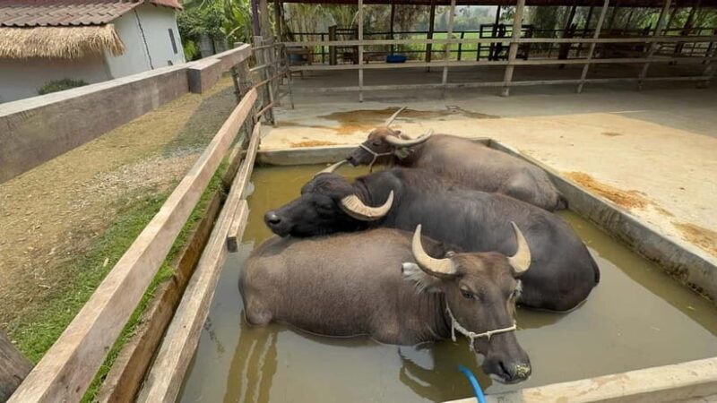 Luang Prabang: Farm Tour and Buffalo Buffet Adventure - Practical Tips