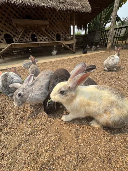 Luang Prabang: Farm Tour and Buffalo Buffet Adventure - FAQs