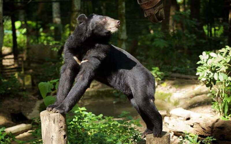 Luang Prabang: Kuang Si Bike Ride & Long-Tail Boat Cruise - A Detailed Look at the Luang Prabang: Kuang Si Bike Ride & Long-Tail Boat Cruise