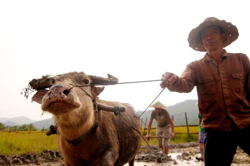 Luang Prabang: Rice Farm and Kuang Si Waterfall Tour - Experience Luang Prabang’s Authentic Charm with the Rice Farm and Kuang Si Waterfalls Tour