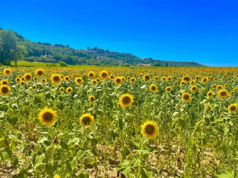 Luberon, Roussillon & Gordes Half-Day Tour from Avignon - What’s Included & Practicalities