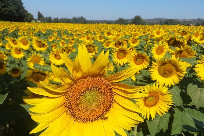 Luberon, Roussillon & Gordes Half-Day Tour from Avignon - The Sum Up