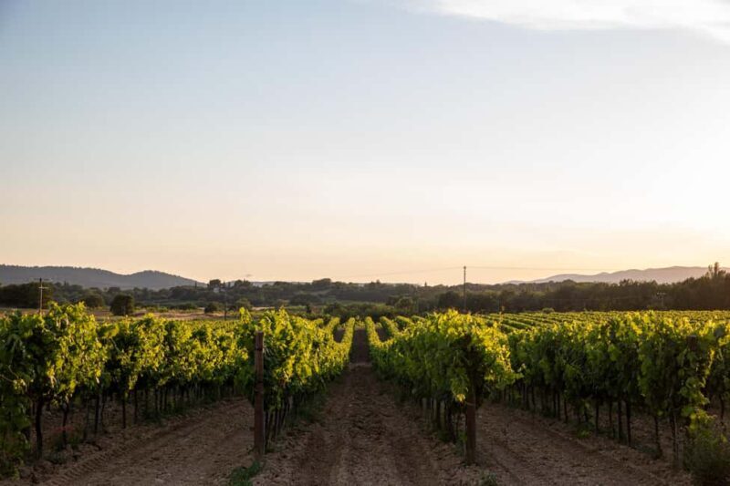 Luberon: Vineyard Tour and Wine Tasting - Discovering the Charm of Luberon’s Vineyards