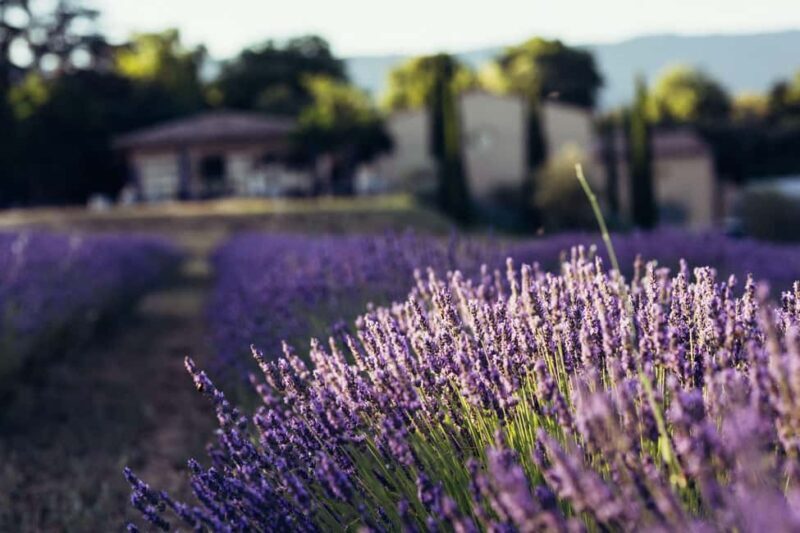 Luberon: visite de la Vigne au Verre et dégustations - Authenticity and Authentic Experiences