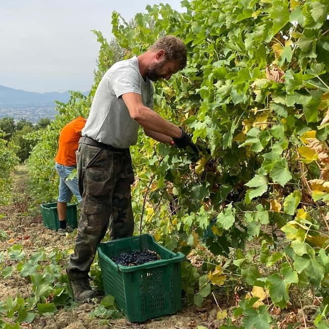 Lucca: Azienda Agricola San Pietro Winery Tour with Tasting - Who Should Consider This Tour?