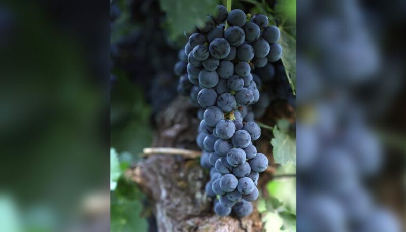 Lucca: Guided Winery Tour with Wine Tasting - Key Points