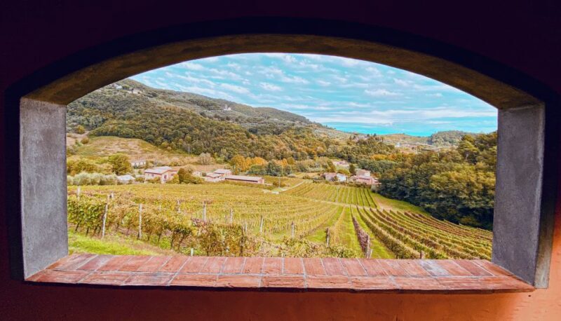 Lucca: Guided Winery Tour with Wine Tasting - The Sum Up: Is This Tour Right for You?
