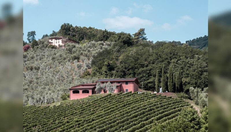 Lucca: Guided Winery Tour with Wine Tasting - Frequently Asked Questions