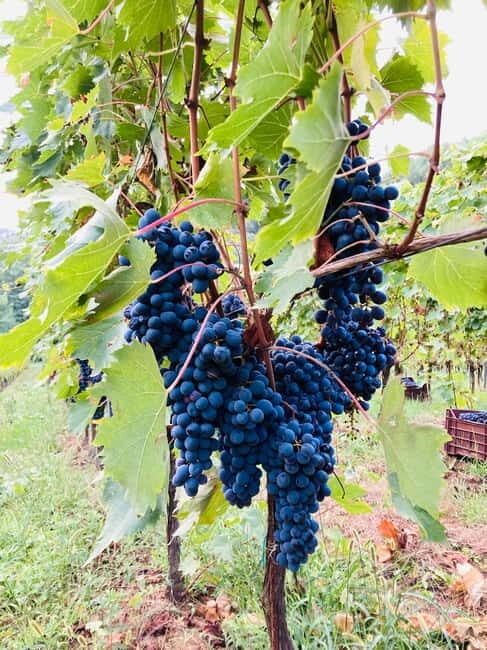 Lucca - Natural wine tasting at Tenuta Mareli - Final Thoughts