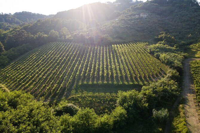 Lucca - Wine tasting at Tenuta Mareli - A Closer Look at Lucca’s Organic Wine Tasting at Tenuta Mareli