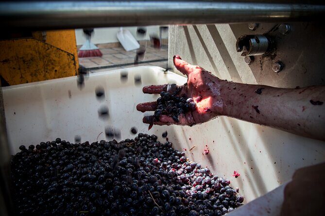 Lucca - Wine tasting at Tenuta Mareli - Key Points