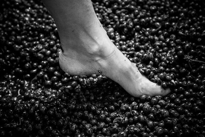 Lucca - Wine tasting at Tenuta Mareli - Who Should Consider This Tour?