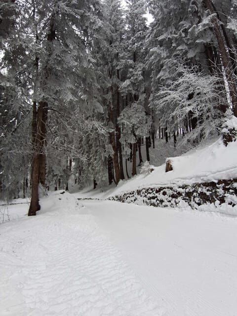Lucerne: Private Snowshoe Tour - Final Thoughts on Value and Experience