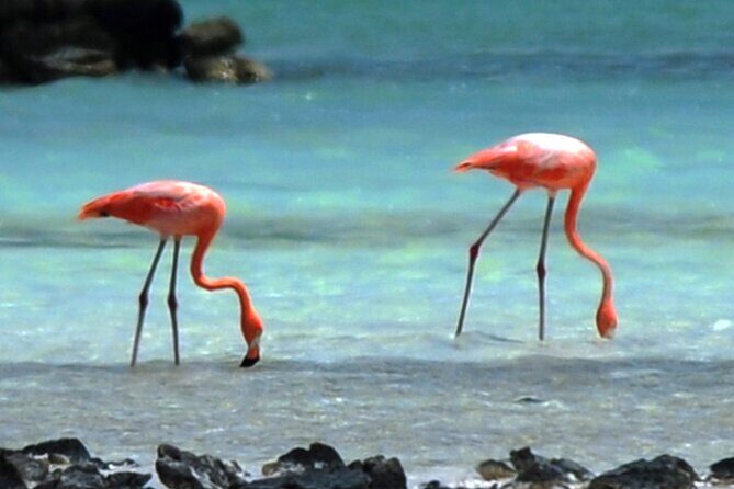 Luc's Private Group Bonaire Open Bus Tour - Final Thoughts