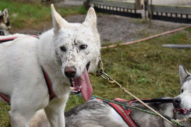 Luleå: Training Husky Team - Final Thoughts: Why Choose This Experience?