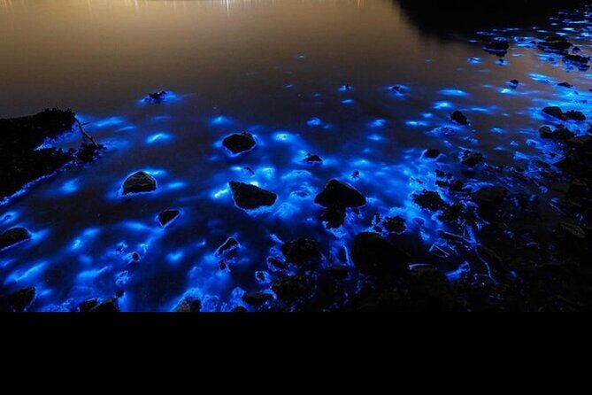 Luminous Lagoon Night Tour - Why This Tour Offers Good Value