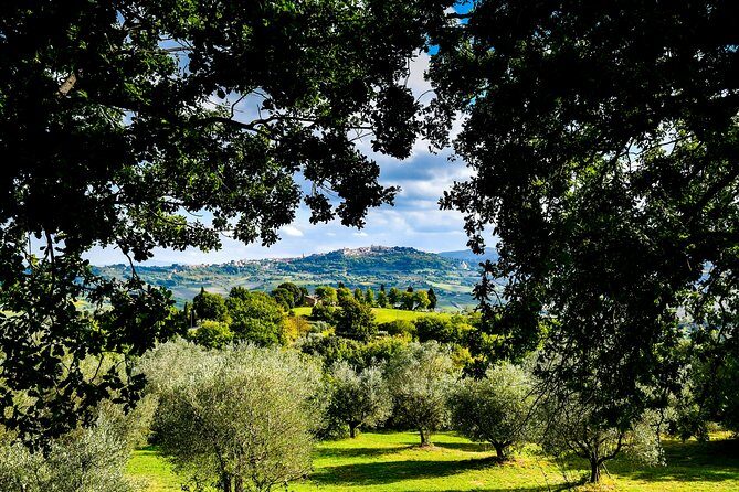 Lunch in the Olive Grove - Who Should Consider This Tour?