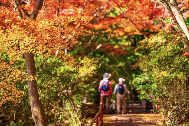 (Lunch included) Kyushu Autumn/Winter Limited One-Day Tour: Fukuoka Mifuneyama Rakuen Autumn Leaves Festival-Yutoku Inari Shrine Autumn Maple Viewing or Saga Strawberry Picking Experience - Two Routes Available - Know which seasonal route you are booking