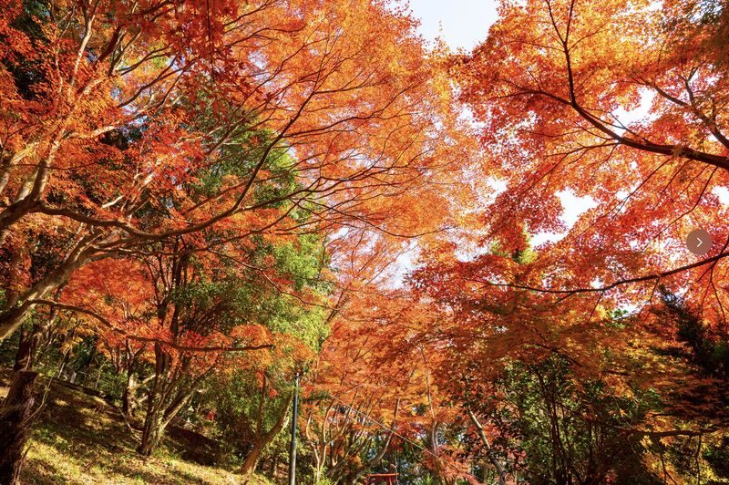 (Lunch included) Kyushu Autumn/Winter Limited One-Day Tour: Fukuoka Mifuneyama Rakuen Autumn Leaves Festival-Yutoku Inari Shrine Autumn Maple Viewing or Saga Strawberry Picking Experience - Two Routes Available - Leaving Fukuoka for Saga