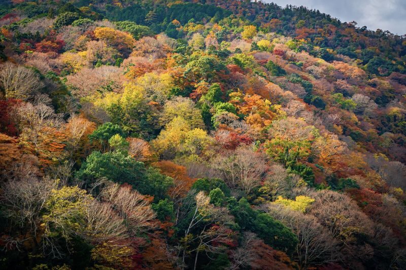 (Lunch included) Kyushu Autumn/Winter Limited One-Day Tour: Fukuoka Mifuneyama Rakuen Autumn Leaves Festival-Yutoku Inari Shrine Autumn Maple Viewing or Saga Strawberry Picking Experience - Two Routes Available - Ouo Shrine’s torii gates at the tide line