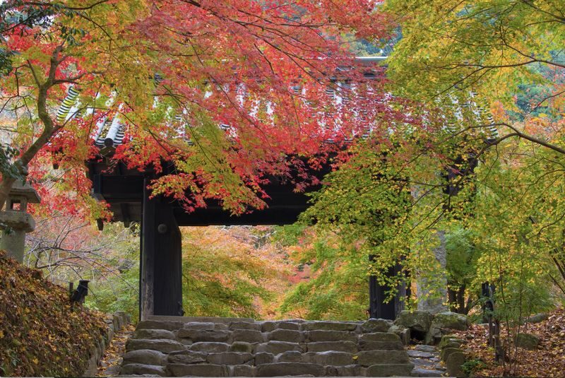 (Lunch included) Kyushu Autumn/Winter Limited One-Day Tour: Fukuoka Mifuneyama Rakuen Autumn Leaves Festival-Yutoku Inari Shrine Autumn Maple Viewing or Saga Strawberry Picking Experience - Two Routes Available - Takeo City Library and a possible onsen visit