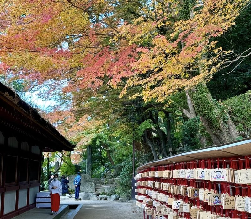 (Lunch included) Kyushu Autumn/Winter Limited One-Day Tour: Fukuoka Mifuneyama Rakuen Autumn Leaves Festival-Yutoku Inari Shrine Autumn Maple Viewing or Saga Strawberry Picking Experience - Two Routes Available - What the autumn maple version can offer