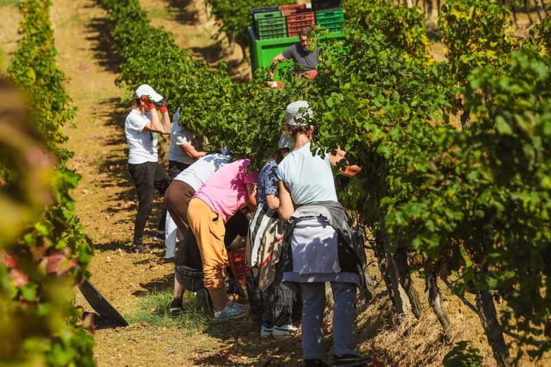 Lundër: Lundra Winery Guided Tour with Wine Tasting - FAQ