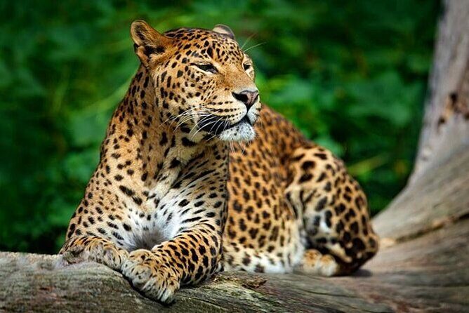 Lunugamvehera National Park Private Safari - Discovering Lunugamvehera National Park: A Natural Sanctuary