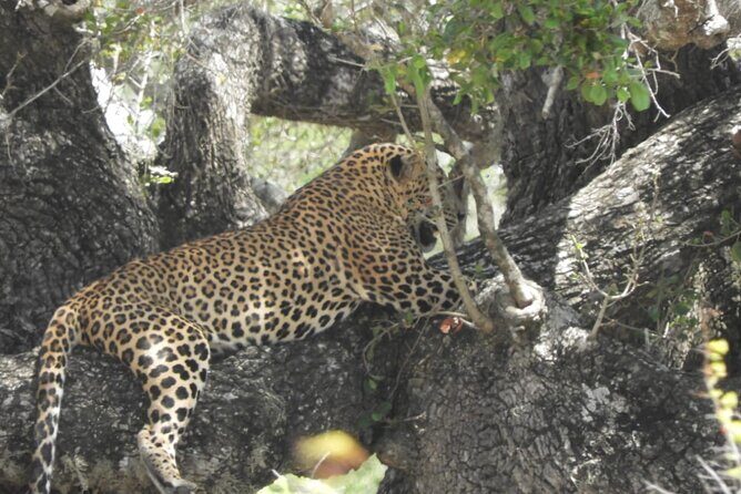 Lunugamvehera National Park Private Safari - Why You Should Consider Booking This Safari