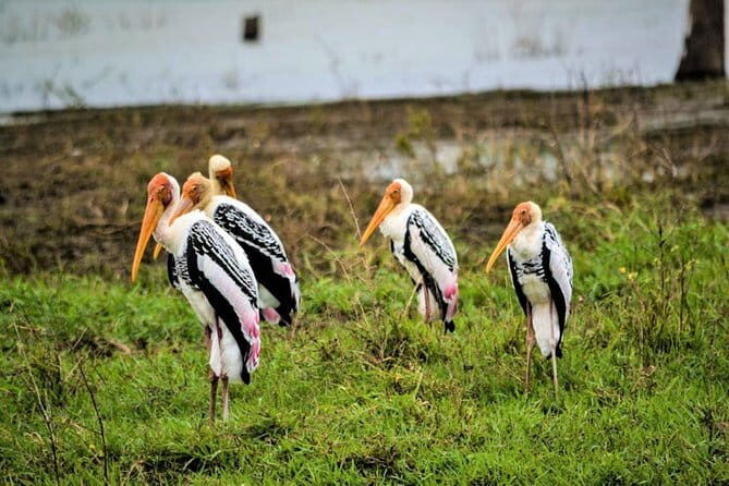 Lunugamvehera National Park Private Safari - A Deep Dive into the Lunugamvehera Safari Experience