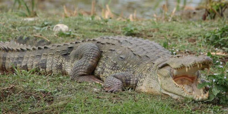 Lunugamvehera National Park Safari ( Yala Block V / VI ) - Key Points